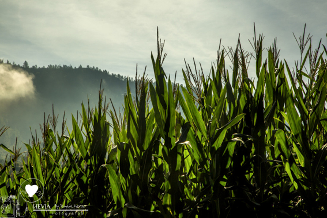 hevia_fotografos_tamara_hevia_fotografia_fotografos_arriondas_Palacio_de_coviella-3